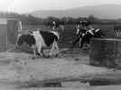 Cows coming in for milking
