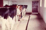Cows in byre for milking