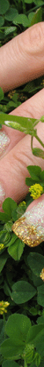 nails