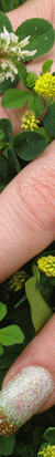nails