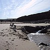 Dogs on the beach