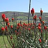 Red Hot Pokers