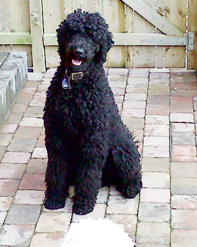 Darcy