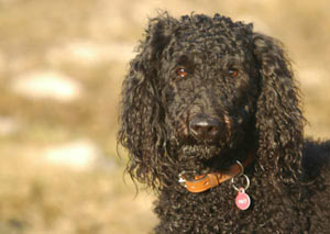Polly