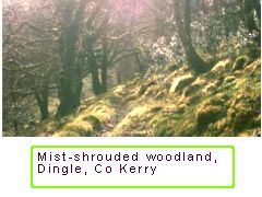 Alder woodlands in Dingle