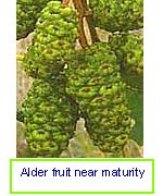 Fruits nearing maturity