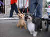 dogs.jpg (38521 bytes)