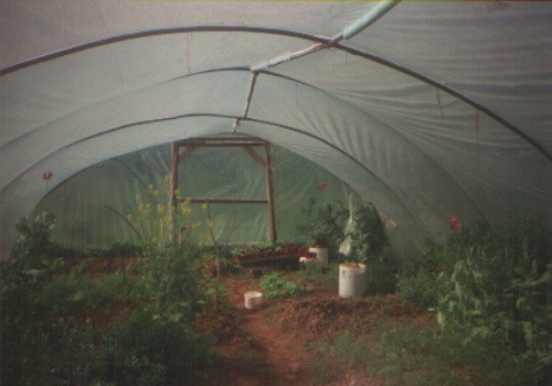 interior of a polytunnel