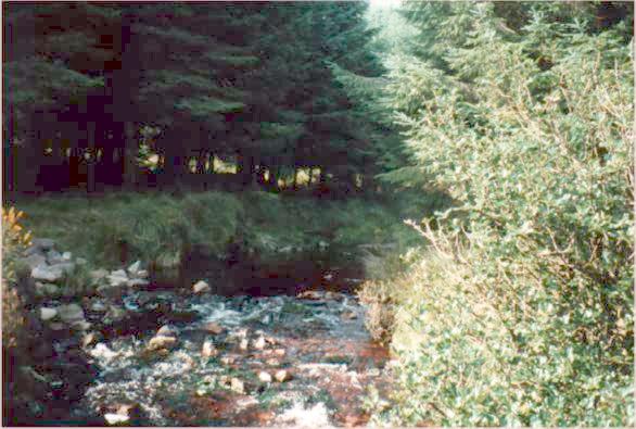 Woodland River