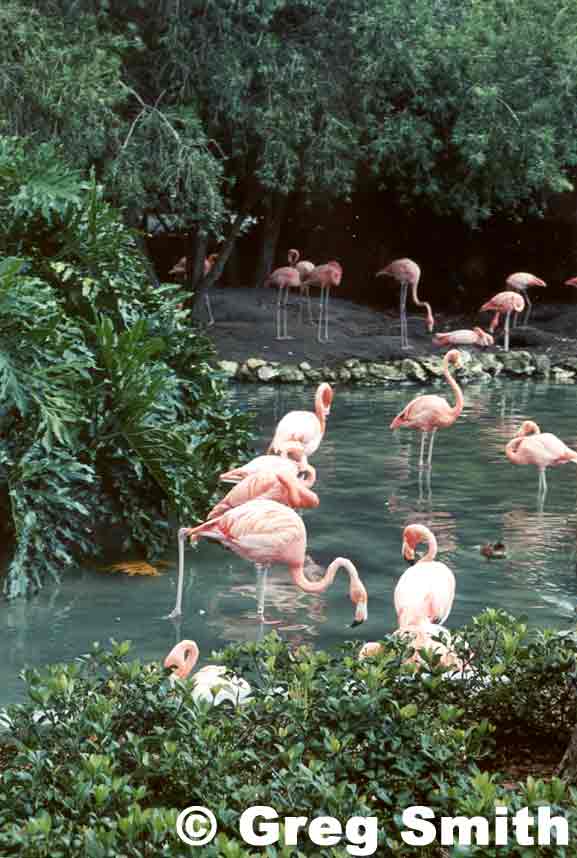 flamingo.jpg (43362 bytes)
