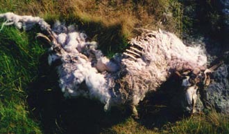dead sheep