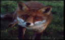 fox 1.jpg (7260 bytes)