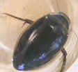 great diving beetle.jpg (70363 bytes)