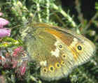 large heath butterfly#.jpg (24013 bytes)