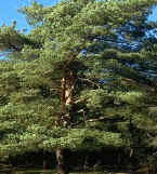 scots pine.jpg (30471 bytes)