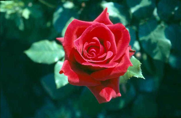 Erose