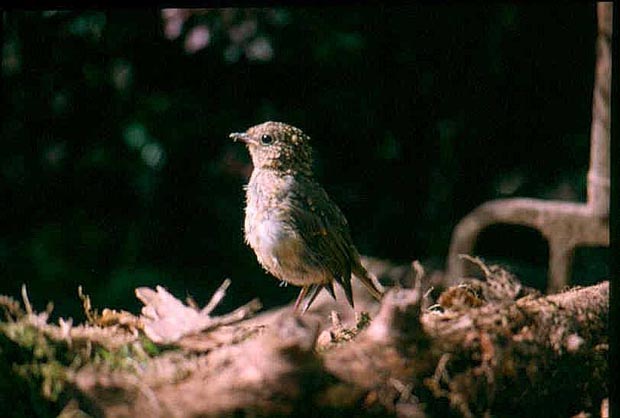Robin2a