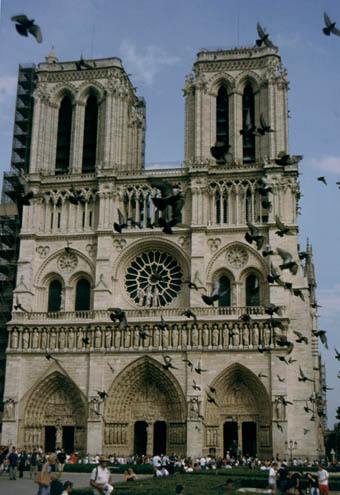 FRNotredamepidgeon