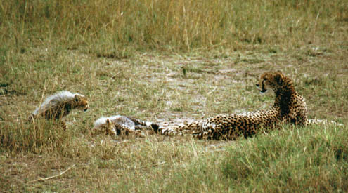Cheetah7