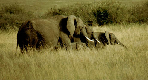Elephants2
