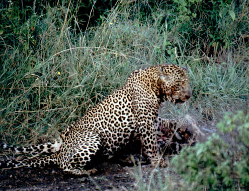 Leopard02
