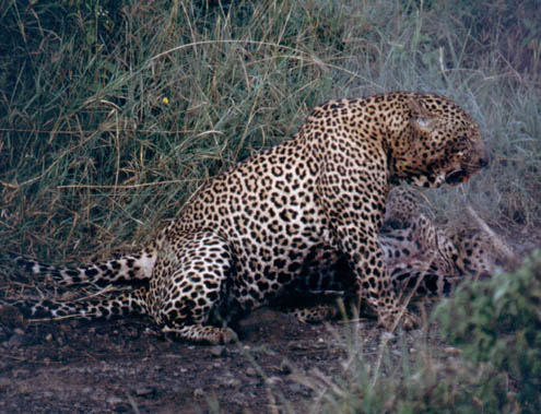 Leopard04