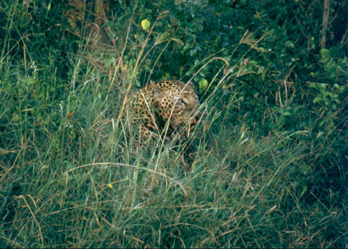 Leopard18