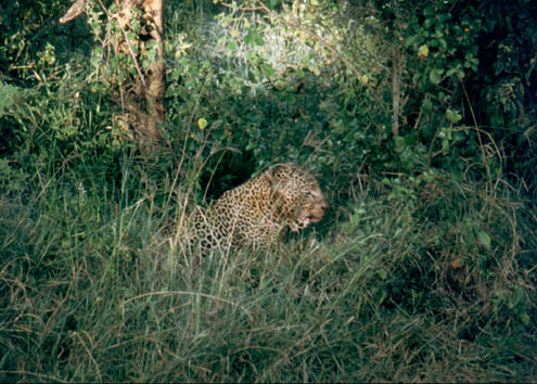 Leopard23