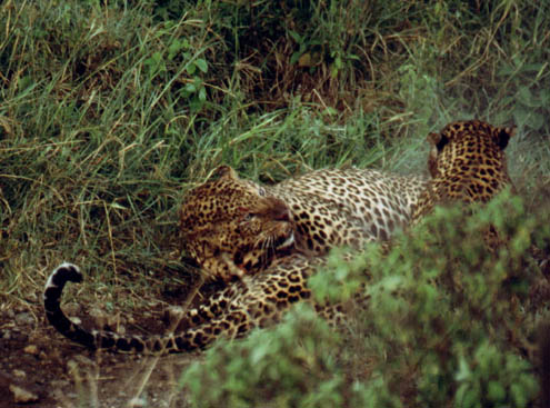 Leopard24