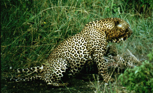 Leopard29