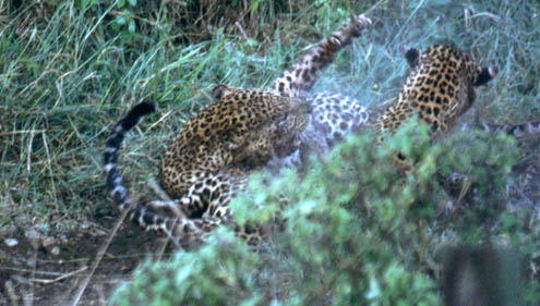 Leopard8