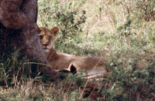 Lion8