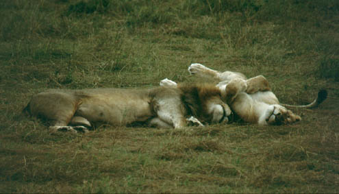 Lionsleeping