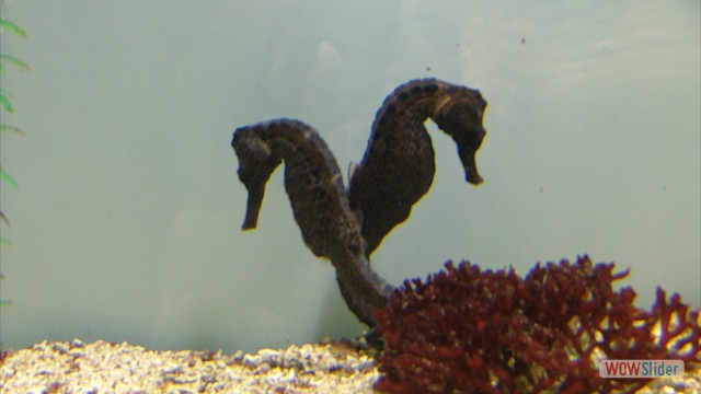 Galway Aquarium 2009