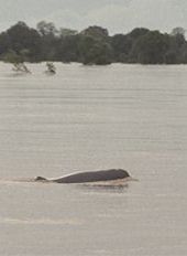 Freshwater dolphin north of Kratie.