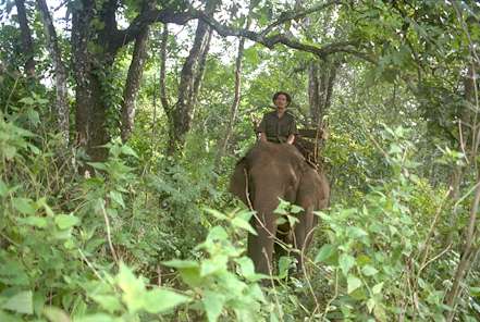 An elephant ride through the forest with the blessing of the spirits of the jungle.