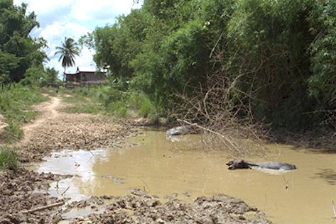 Stung Treng province - in the middle of nowhere. Take note of the cow in the water.