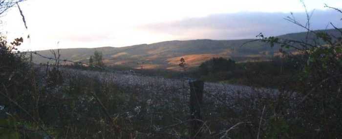 Wildflowers in County Cavan hills, photograph by S. Carleton 2005