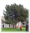A Yew Tree - Iubhair - in the Kilcooly Cloister