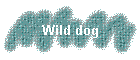 Wild dog