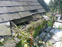 slate, timber and masonry damaged by ivy