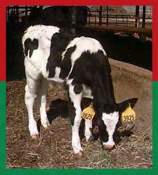 3. Calf