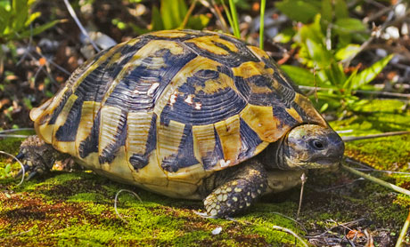 Listado de alguna tortugas terrestres. Tortoise
