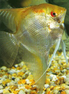 Very popular aquarium fish.