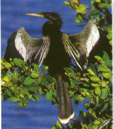 Anhinga