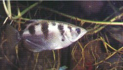 The archerfish lives among the mangrove roots