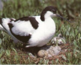 Avocets nest on the ground