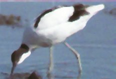 Water or mud is passed across the mandible and food is filtered out.