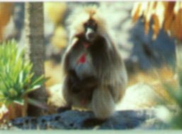 Gelada baboon