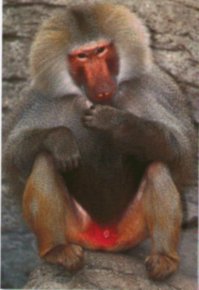 Hamadrayas Baboon